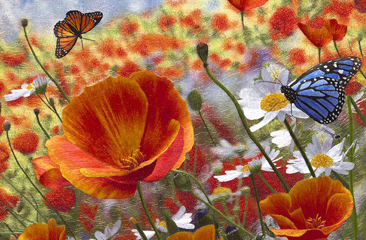 butterflies and California poppies